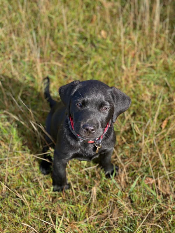 Dr. Menzies Shares Evidence-Based Guide to Exercising Puppies and Young Dogs