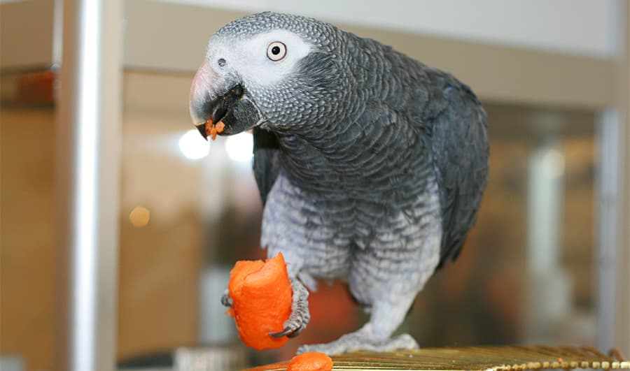 Veterinarians Warn Seed-Heavy Parrot Diets Can Harm Long-Term Health