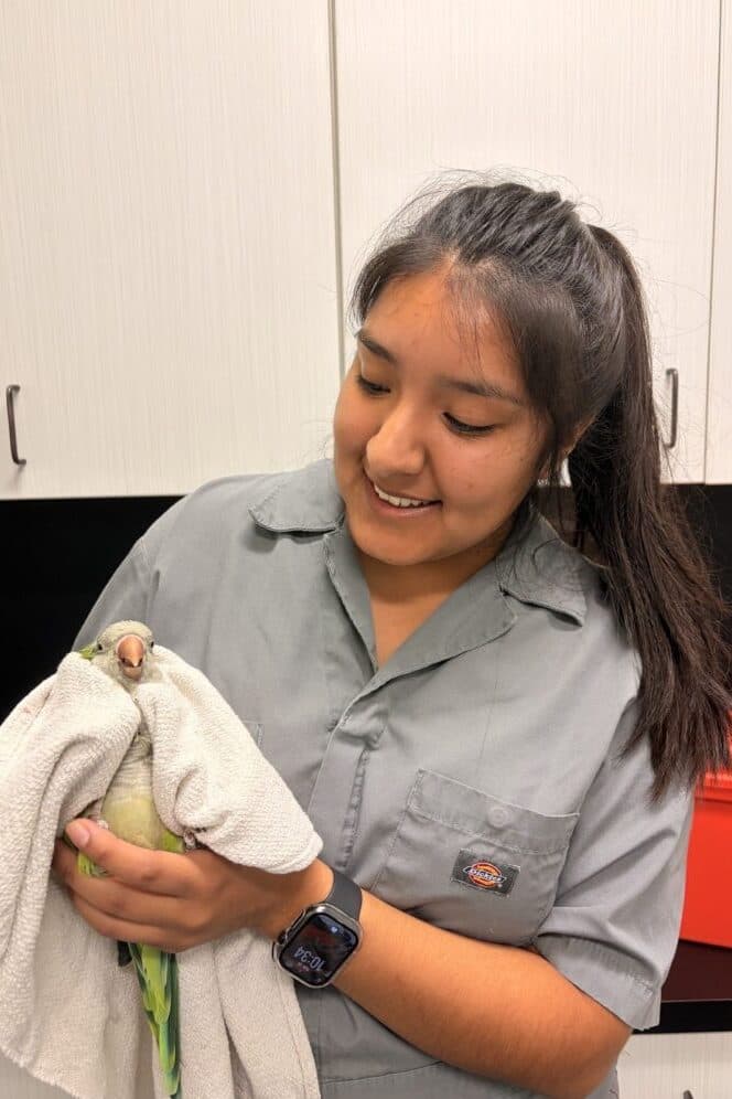 Texas A&M honors student workers caring for birds at Schubot Center