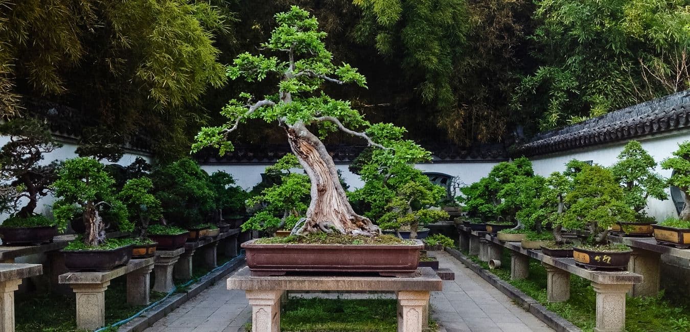 Bucharest Bonsai Show returns with 80 trees and free admission