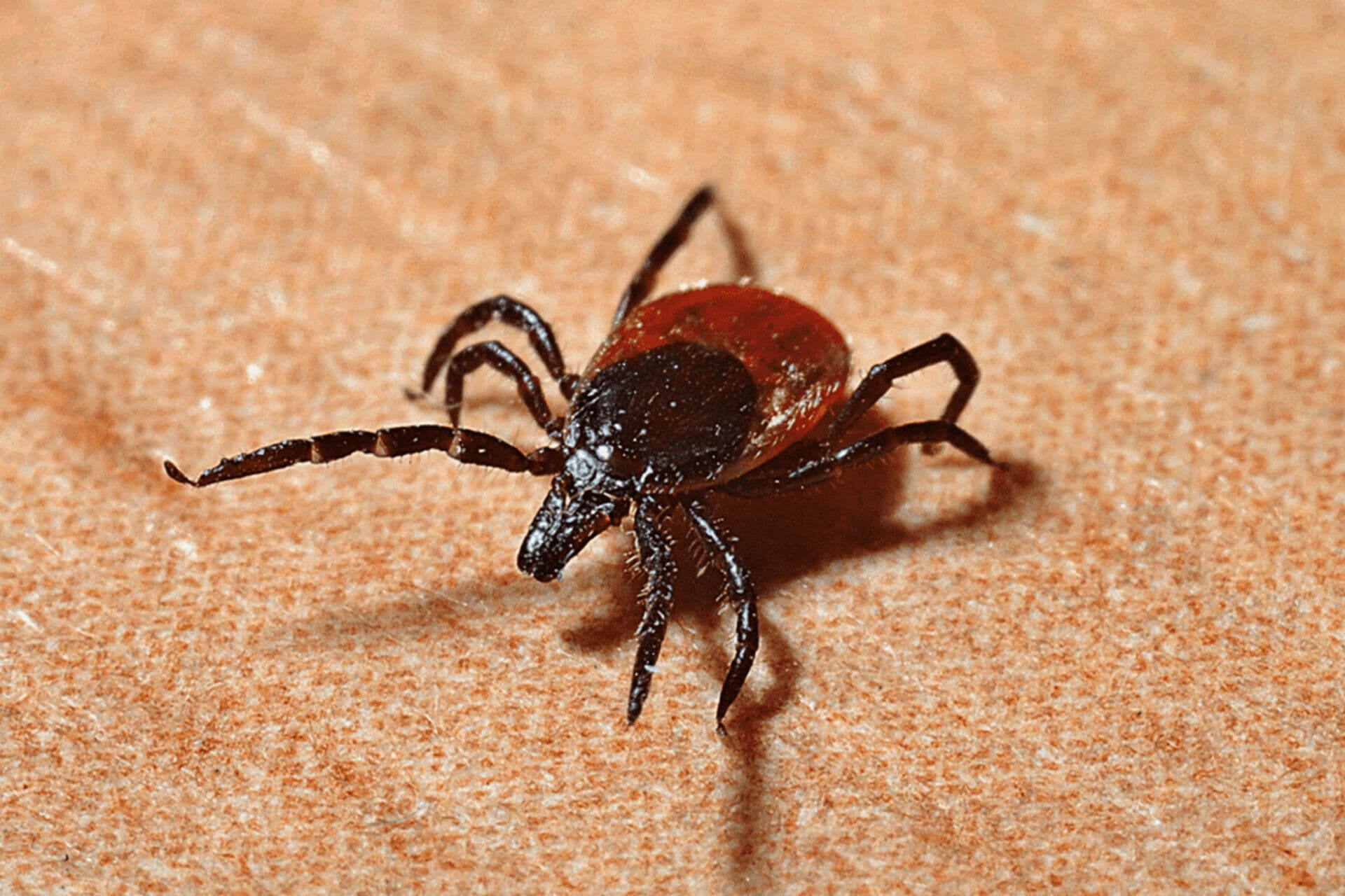 Researchers seek Beltrami County help with tick disease study