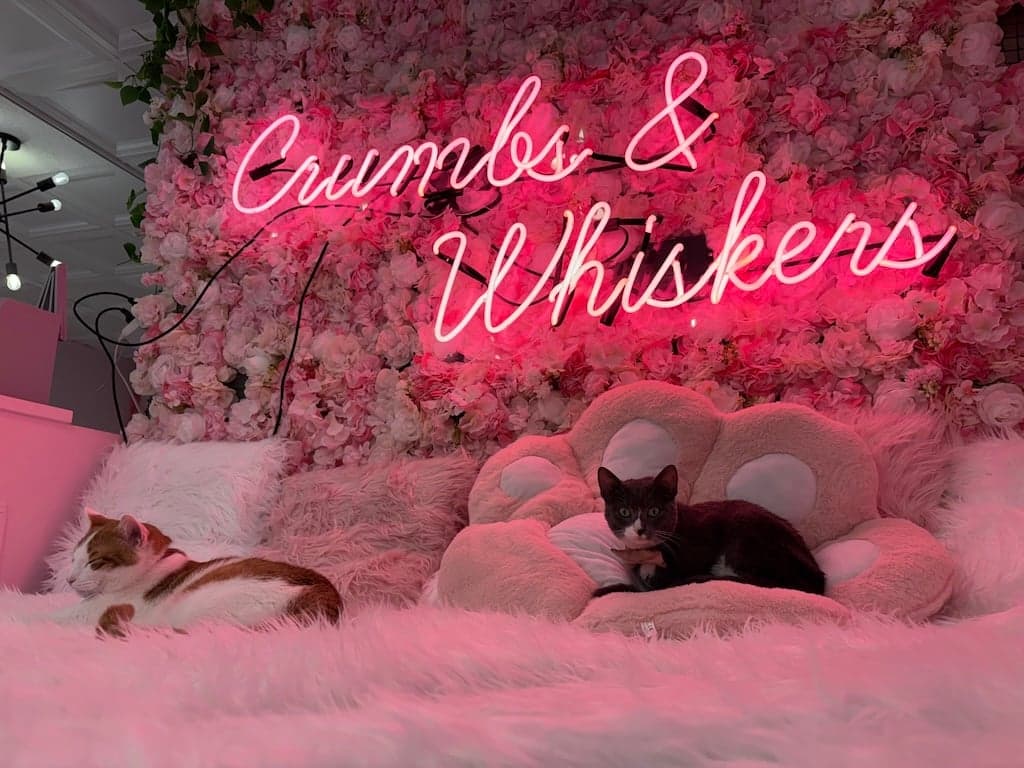 Georgetown cat cafe Crumbs & Whiskers reopens unionized after labor tensions