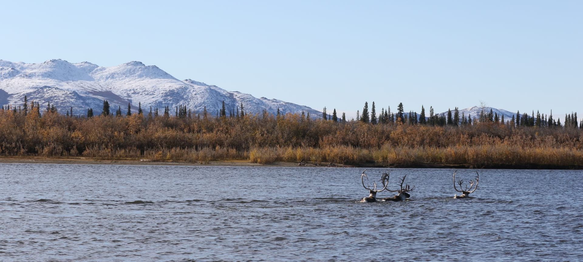 Caribou Crash Threatens Hunting, Food Security in North Slope
