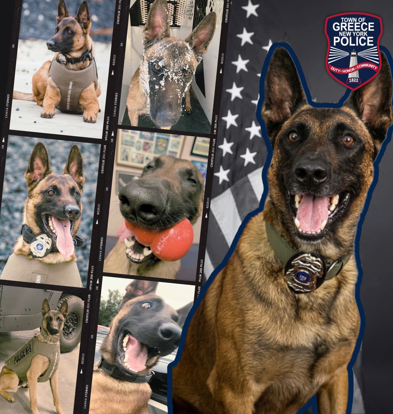 Belgian Malinois K9 Ryan retires after injury, finds Florida home