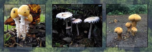 Whidbey mushroom tours teach safe foraging this spring in Langley
