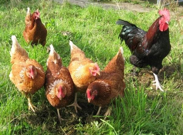 Brighton library hosts chicken basics class as permit rules take effect