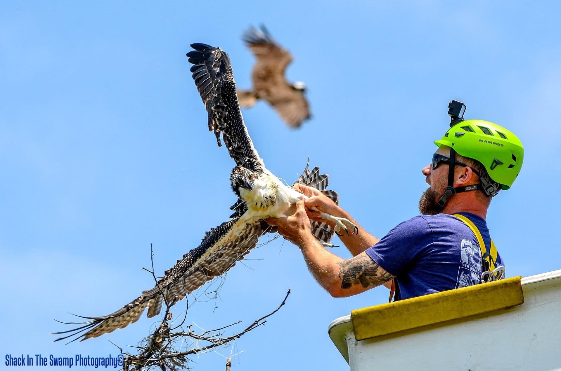 Firefighters rescue osprey tangled in fishing line in Sands Point