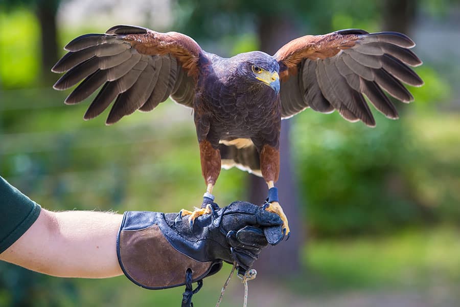 Utah tightens falconry rules as wild peregrine access continues in 2026