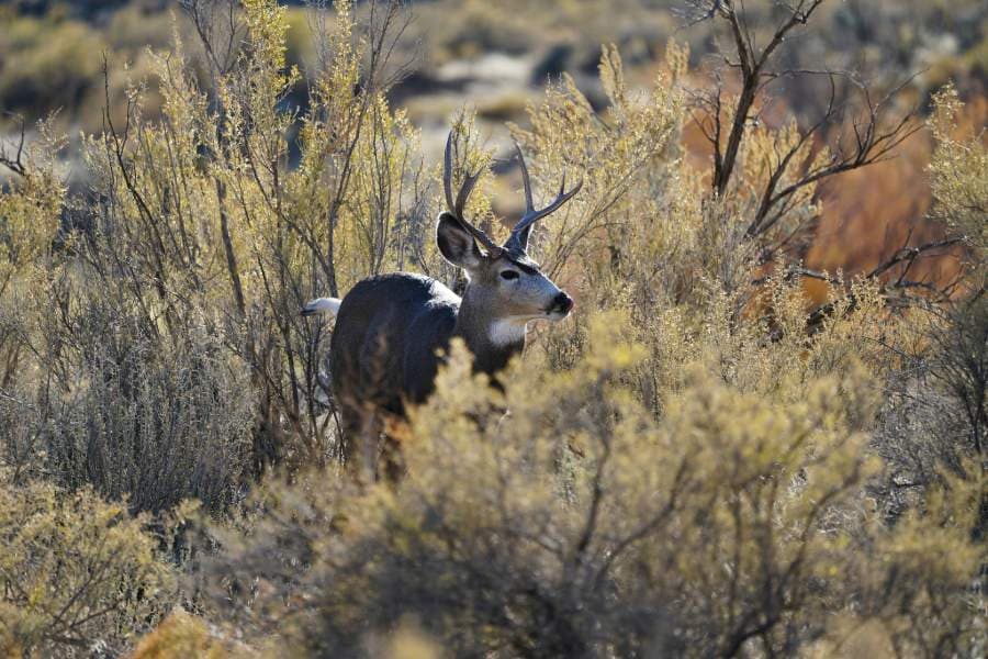 Utah sets 2026 buck deer permits using population science and management plan
