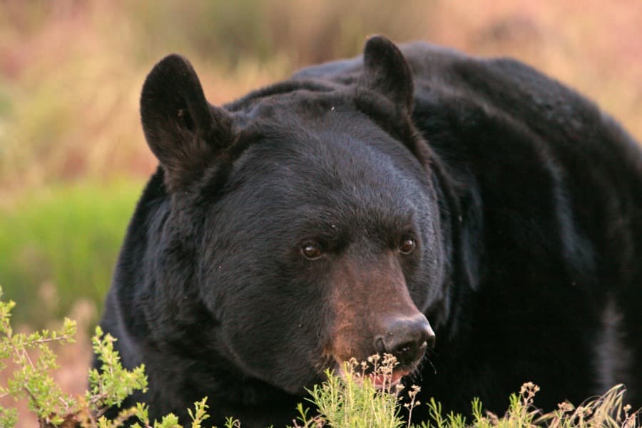 Utah Black Bears Emerge, Wildlife Officials Urge Safer Campsite Food Storage