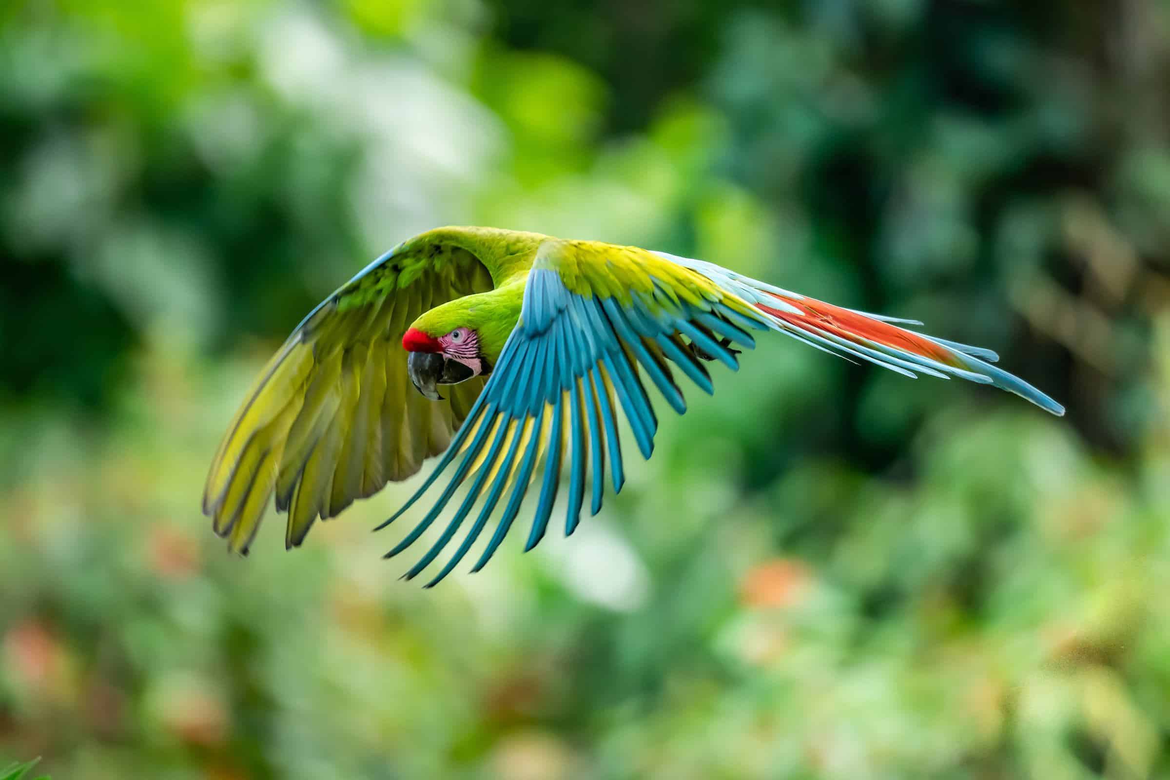 Great Green Macaw Faces Growing Threats, Conservation Groups Warn in New Report