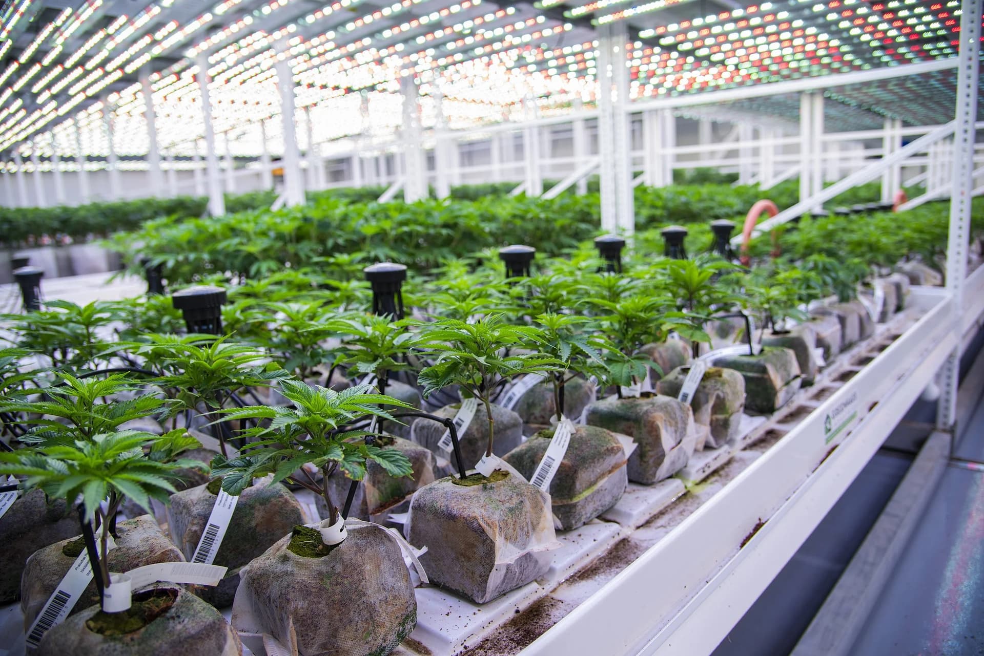 PharmaCann to close Hamptonburgh site, laying off 130 workers