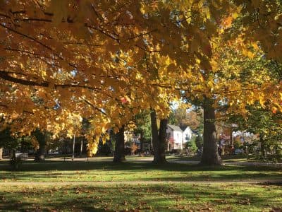 Rotary Green plant sale aims to restore Jacksonville’s tree canopy