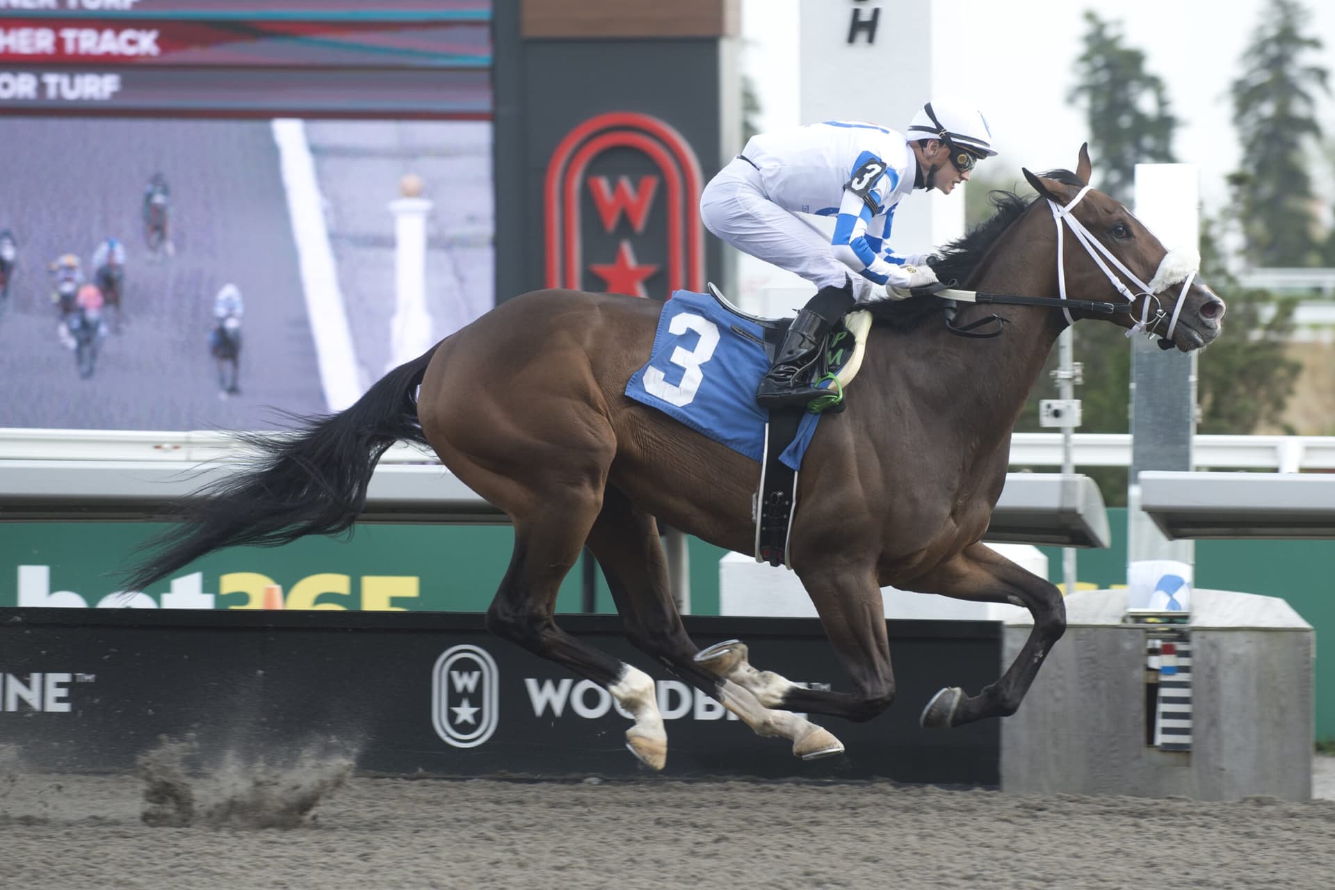 Unbeaten Yukon Striker steps up in Woodbine’s Marine Stakes test