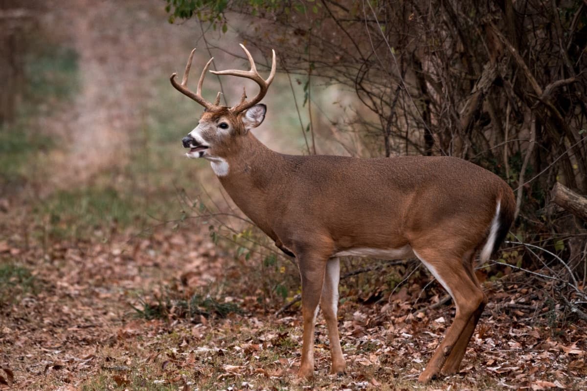 West Virginia DNR Proposes 2026 Hunting Season Changes, Seeks Public Input