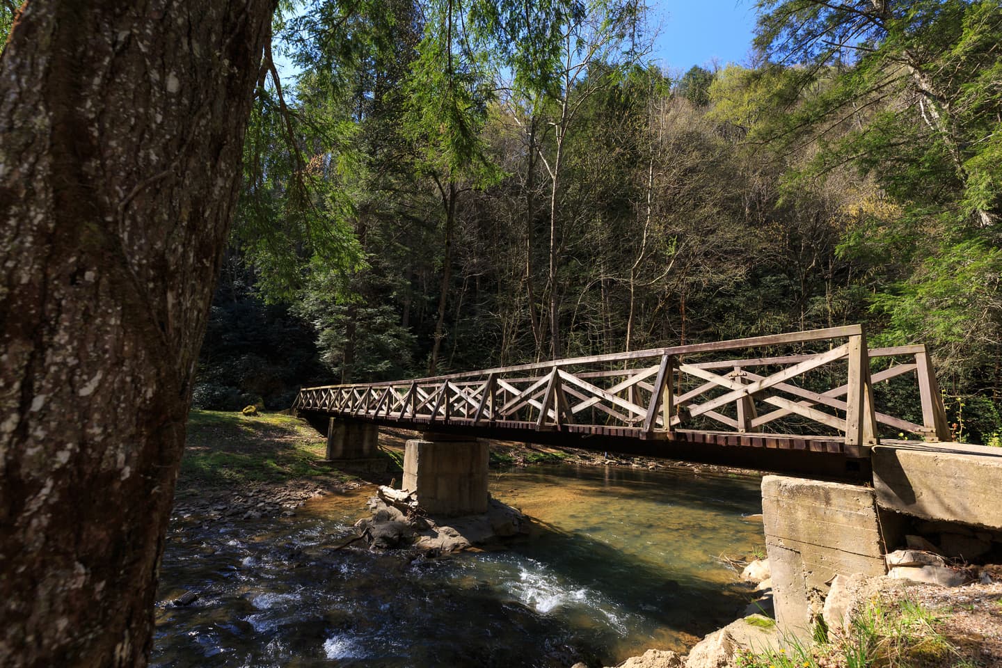 Panther State Forest Preserves Recreation and Wildlife in McDowell County