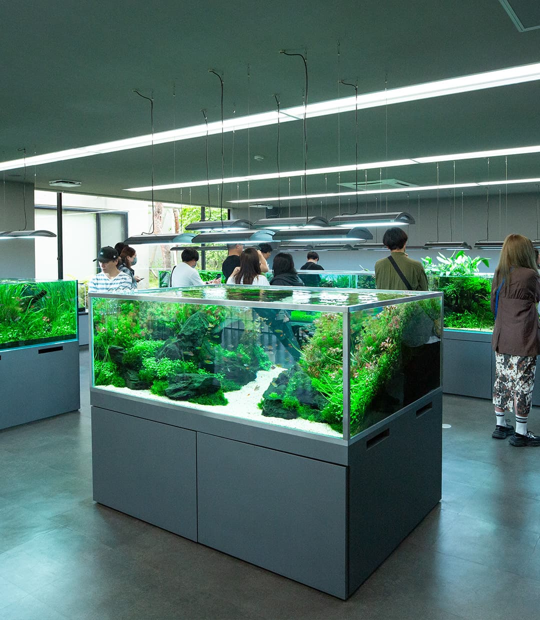 ADA announces Amazonia Pro substrate for faster planted tank growth