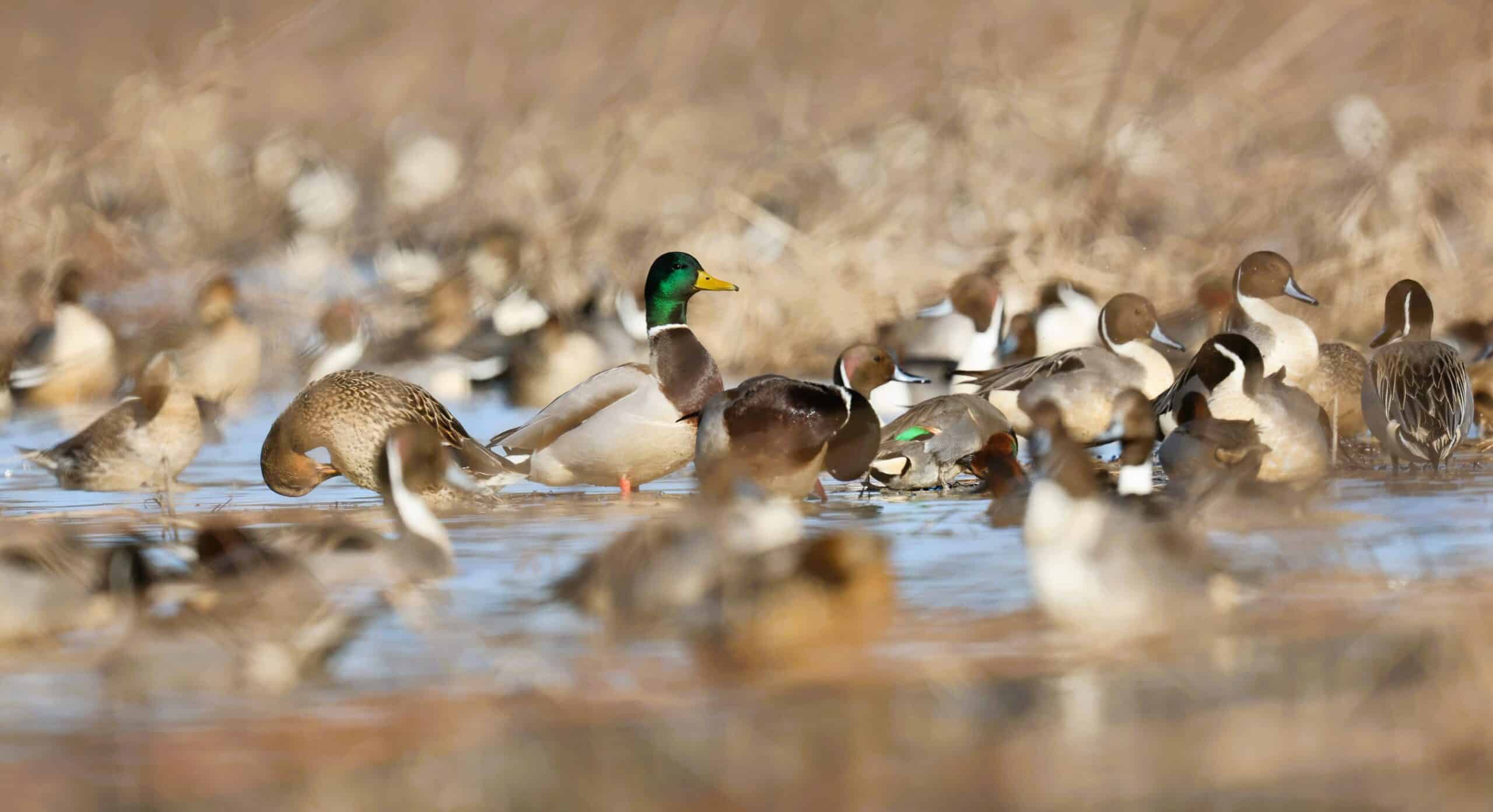 State Updates O’Keefe WMA Resources Ahead of Waterfowl Migration Season
