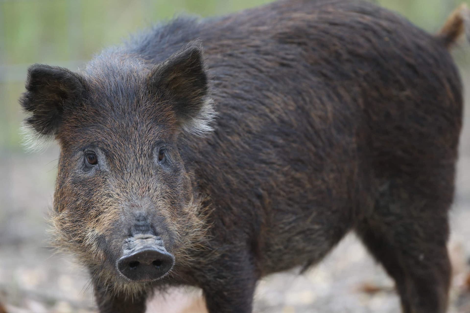 Temporary WMA closures announced for feral hog control in Delta region