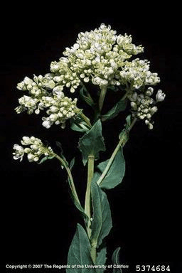 Atchison County warns landowners of Kansas noxious weed list changes