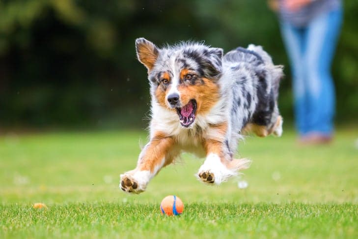 AKC Guide Helps Owners Match Exercise Routines to Every Dog's Life Stage