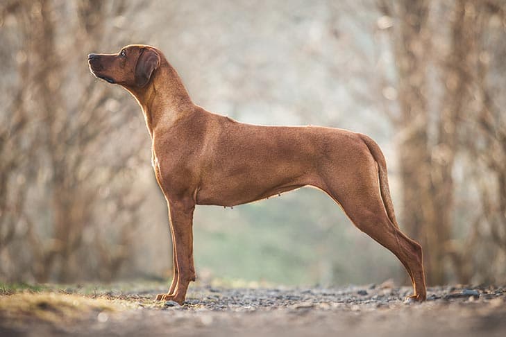 Rhodesian ridgeback needs firm training, long walks and exercise