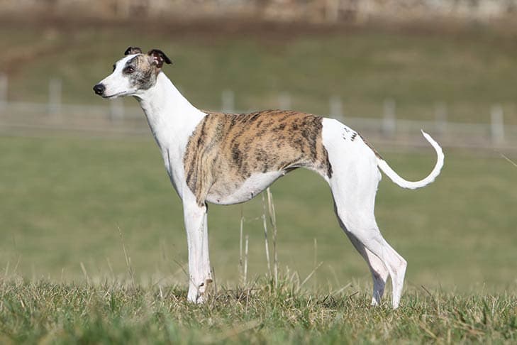 Whippets need more exercise and mental stimulation than many owners expect
