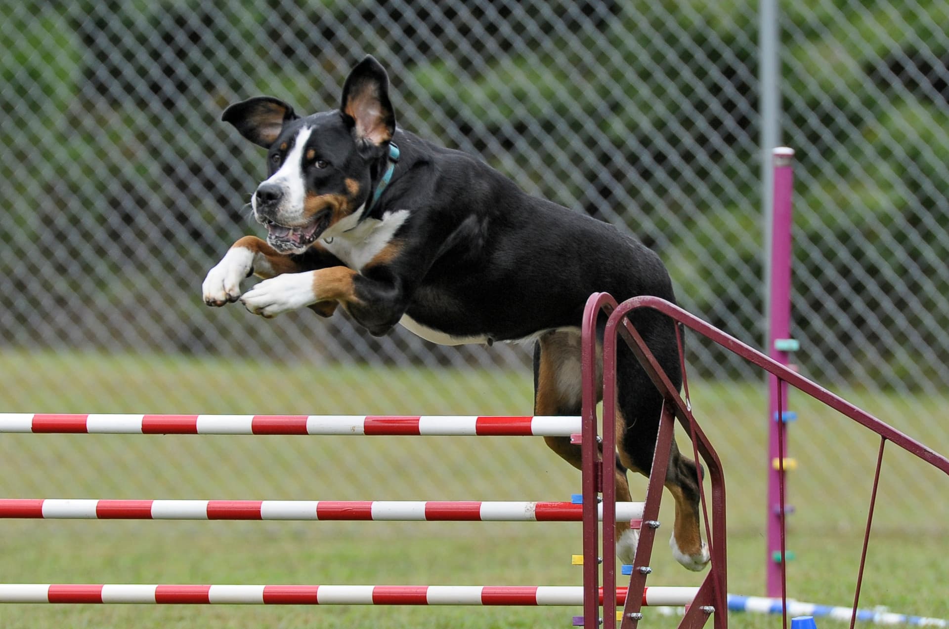 AKC backyard agility guide helps high-energy dogs burn energy
