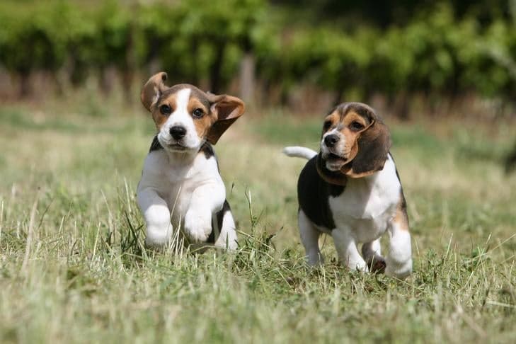 AKC Recommends Age-Appropriate Exercise Tips for Hyperenergetic Puppies
