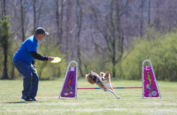 UpDog turns fetch into 10 disc games for hyperenergetic dogs