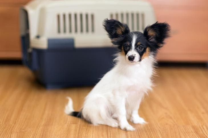 AKC Guide Shows How to Crate-Train Hyperactive Dogs Positively