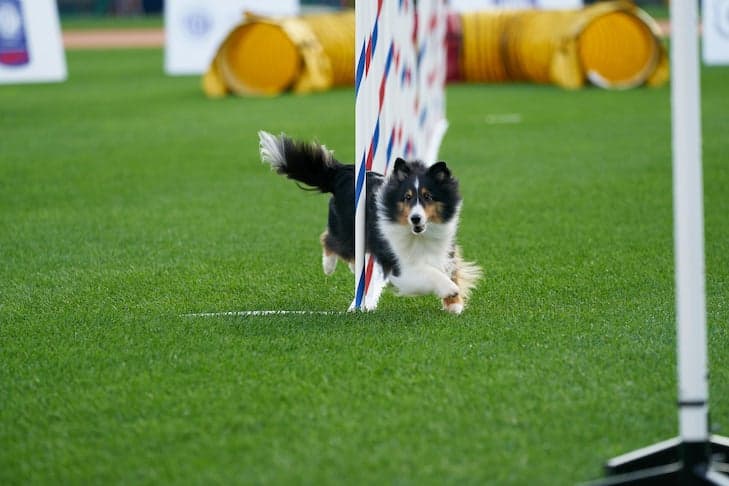 Agility Premier Cup to air on ESPN from Philadelphia Naval Yard