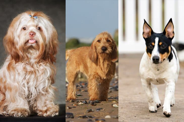 AKC Recognizes Russian Tsvetnaya Bolonka, Basset Fauve de Bretagne, Teddy Roosevelt Terrier