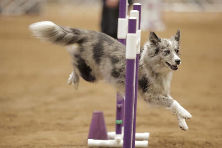 Haley Berman and Mixed-Breed Tully Chase AKC National Agility Title in Temecula