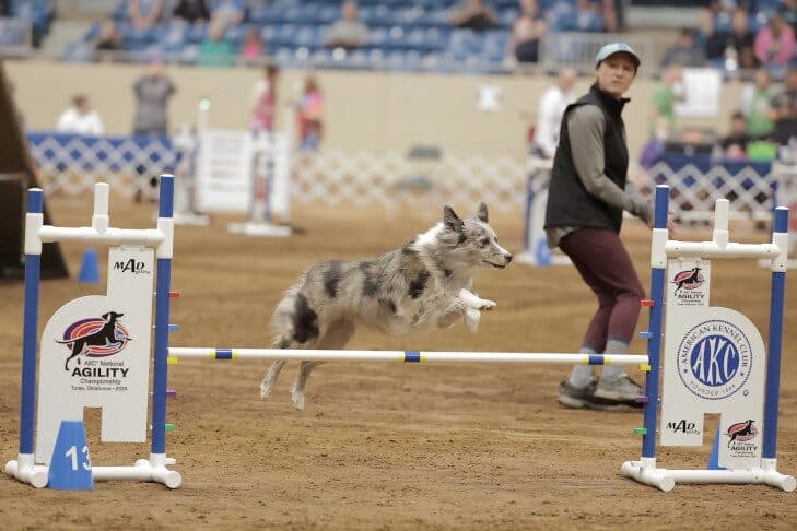 AKC Guide Prepares Fans for 2026 National Agility Championship Broadcast
