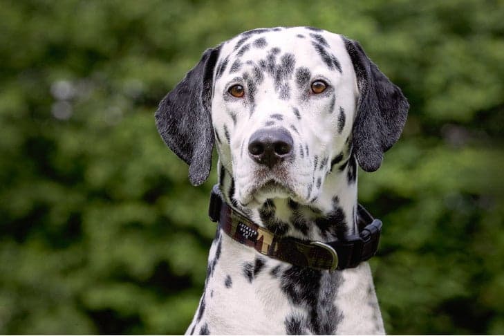 North Carolina Breeders Build Champion Dalmatians Through Decades of Care