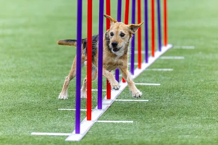 Shelter Dog Ozzy Finds Agility Success After Chaotic Beginnings