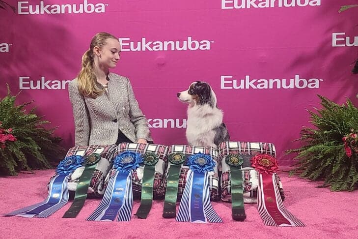 Florida teen rises as standout junior handler in fierce dog-show scene