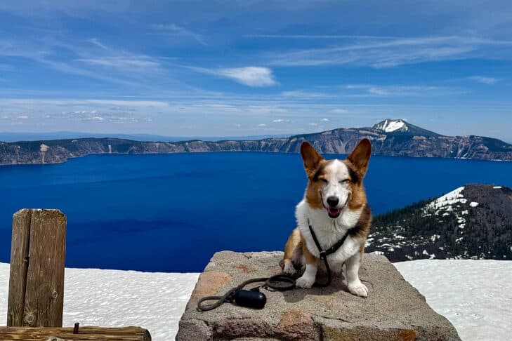 Viral Corgi Gatsby helps popularize the breed online