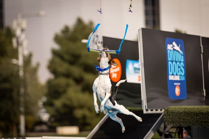 Hyperenergetic Danish-Swedish Farmdog Atreyu channels toy drive into dock diving