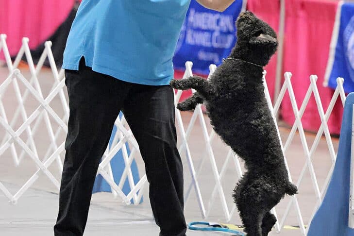 Spanish Water Dog Rain breaks obedience barriers with AKC firsts