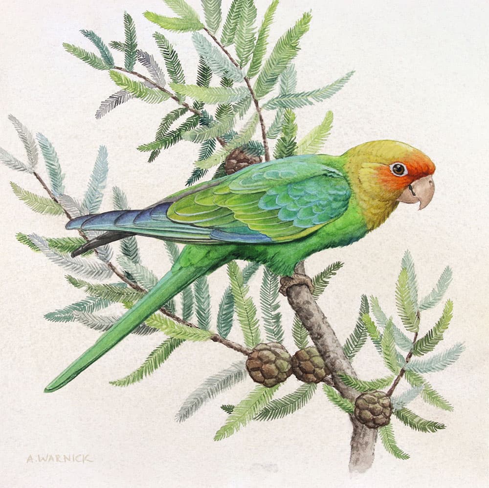 World Parrot Day highlights lost U.S. parrots and urgent conservation