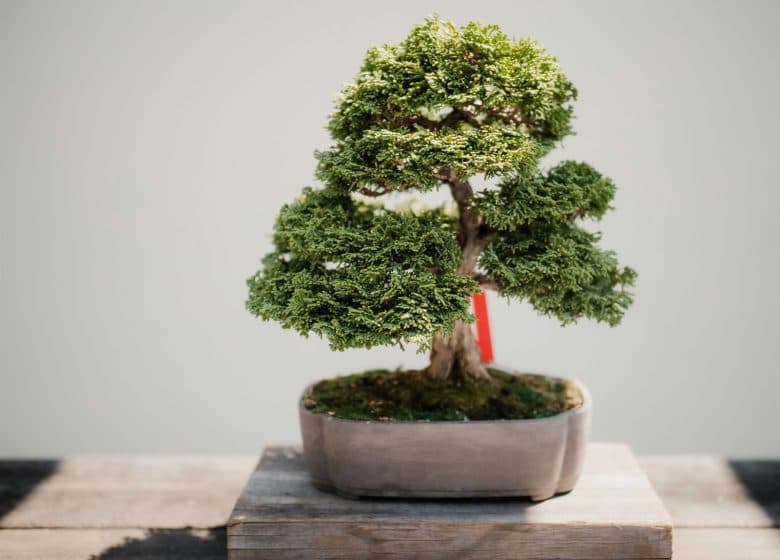 3 Nations Bonsai Festival in Mertzwiller brings 60 trees and 20 booths
