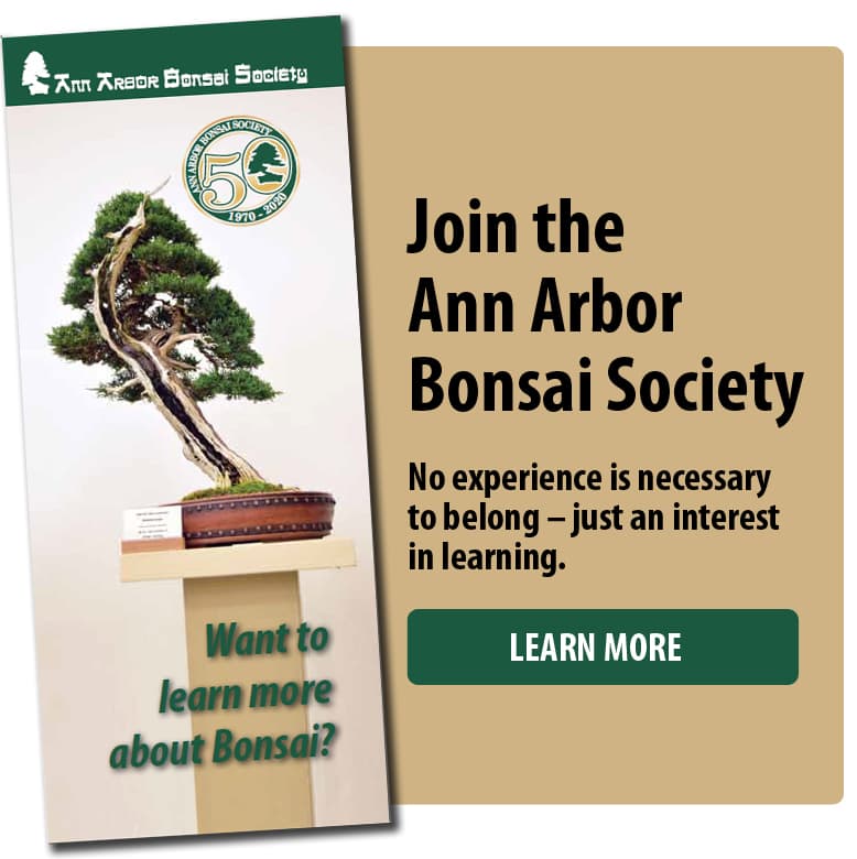 Ann Arbor Bonsai Society Welcomes Newcomers With Hands-On Spring Social Night