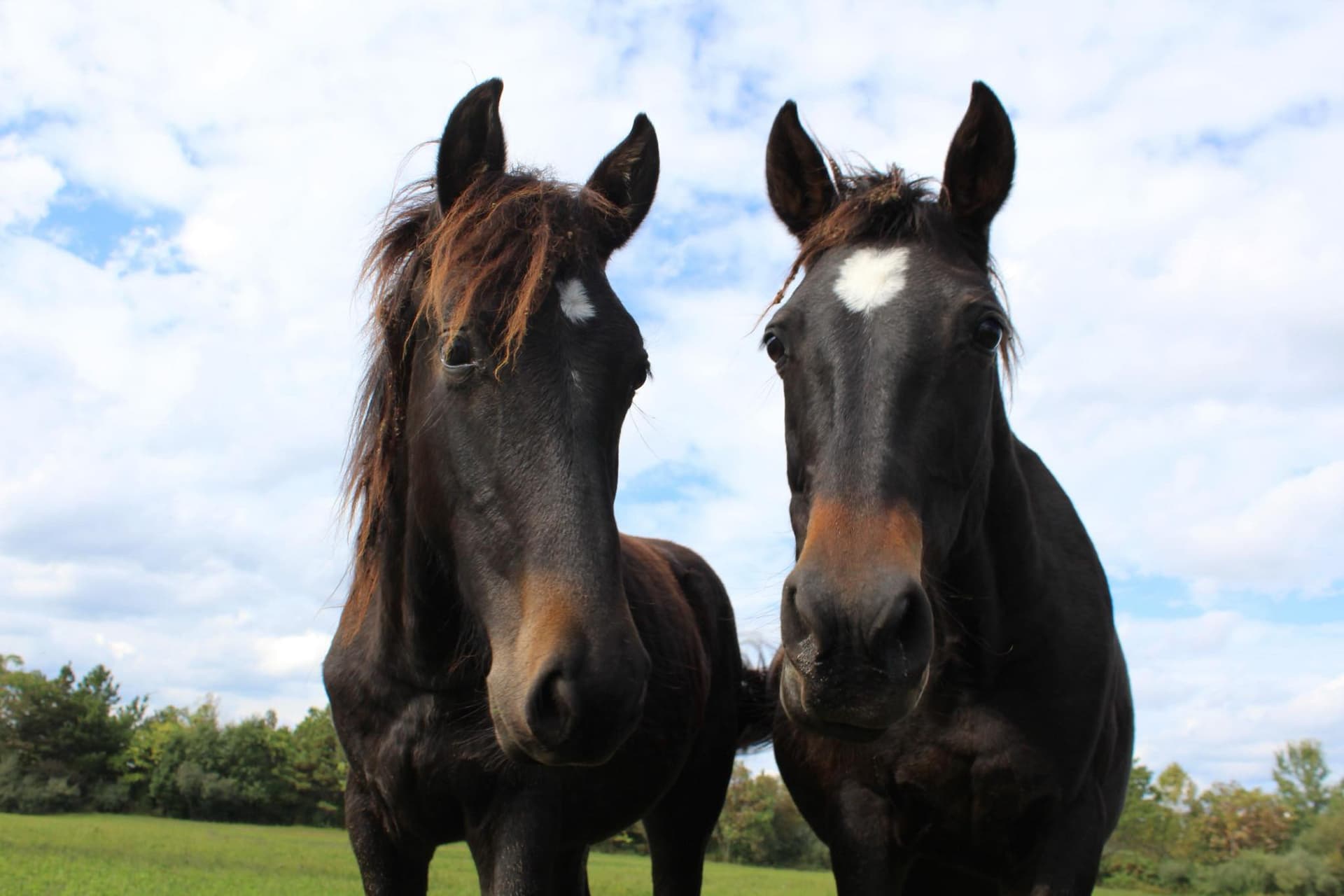 Appalachian Horse Center celebrates Eastern Kentucky’s free-roaming horses
