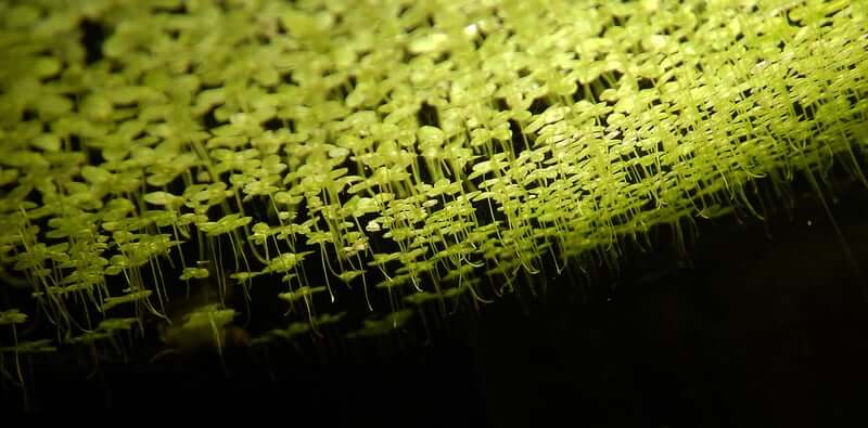 Floating plants add depth, shade, and natural balance to aquariums