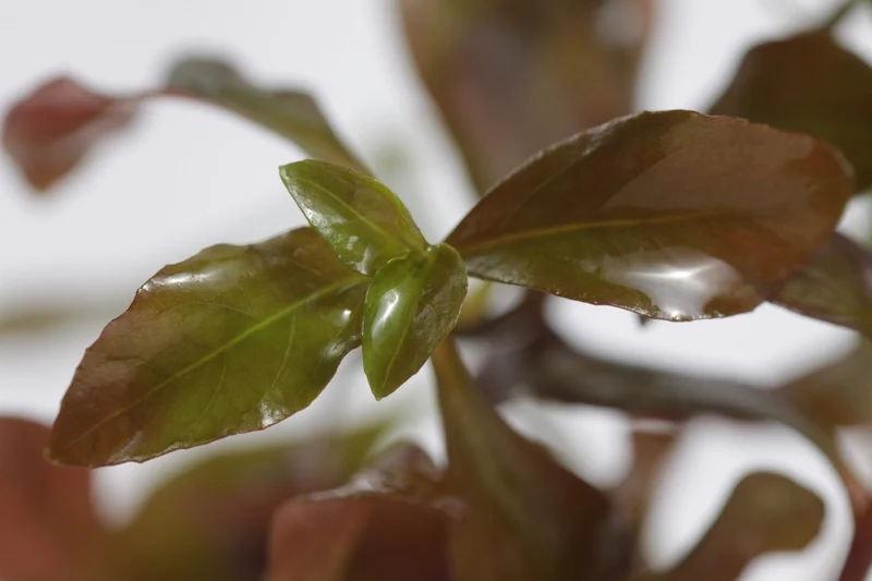 Ludwigia repens brings vivid color to low-maintenance aquascapes