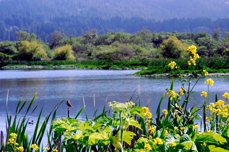 Arcata Marsh a Vital Wetlands Park for Health and Learning