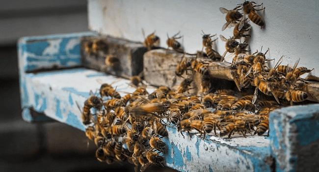 USDA reorganization puts Beltsville bee lab at risk, alarms beekeepers