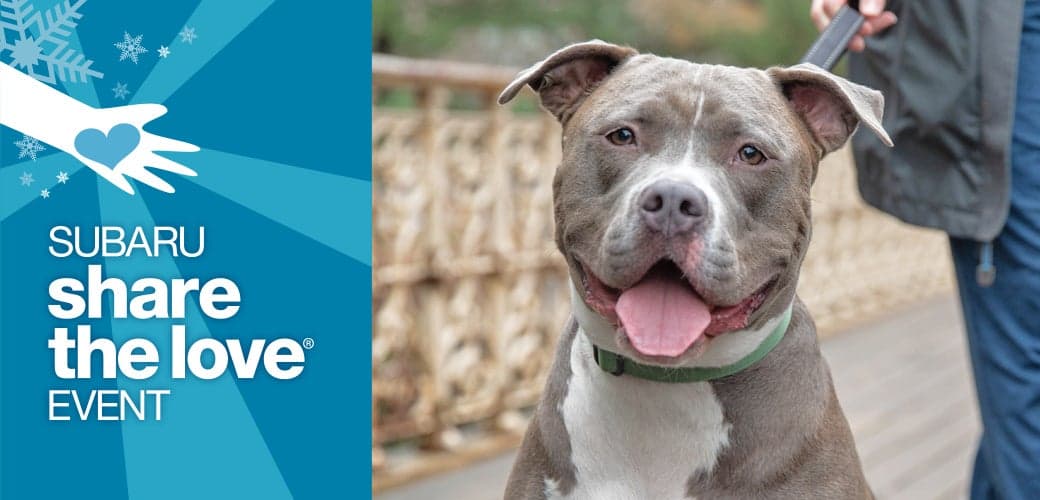 Subaru Shares Love, Funds Local Pets and Keiki in Kauai